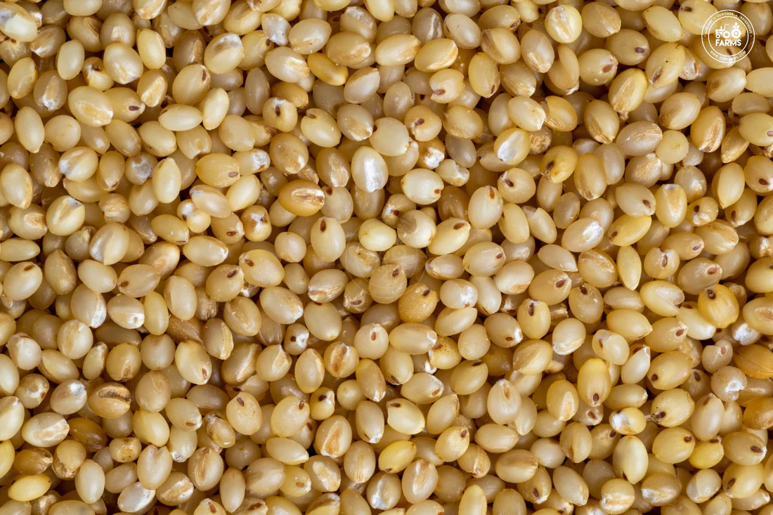 White Foxtail Millet
